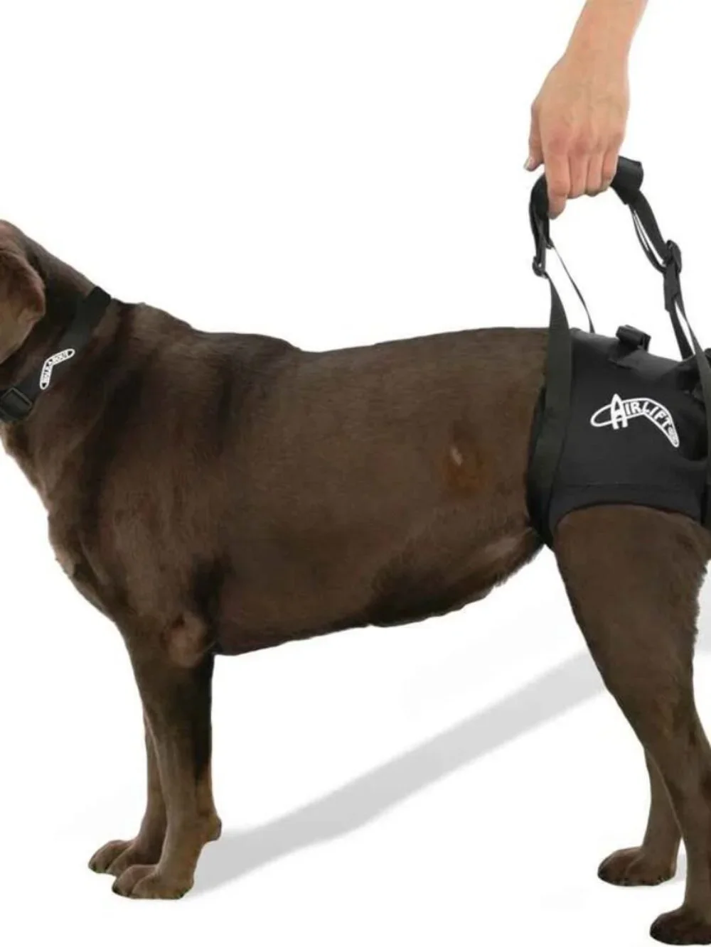 Walkabout new harnesses